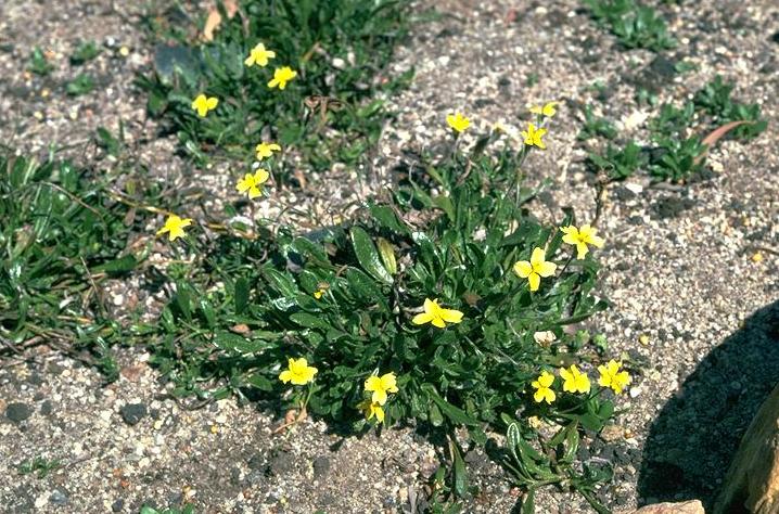 Goodenia geniculata (Bent Goodenia) (alternate view 6)