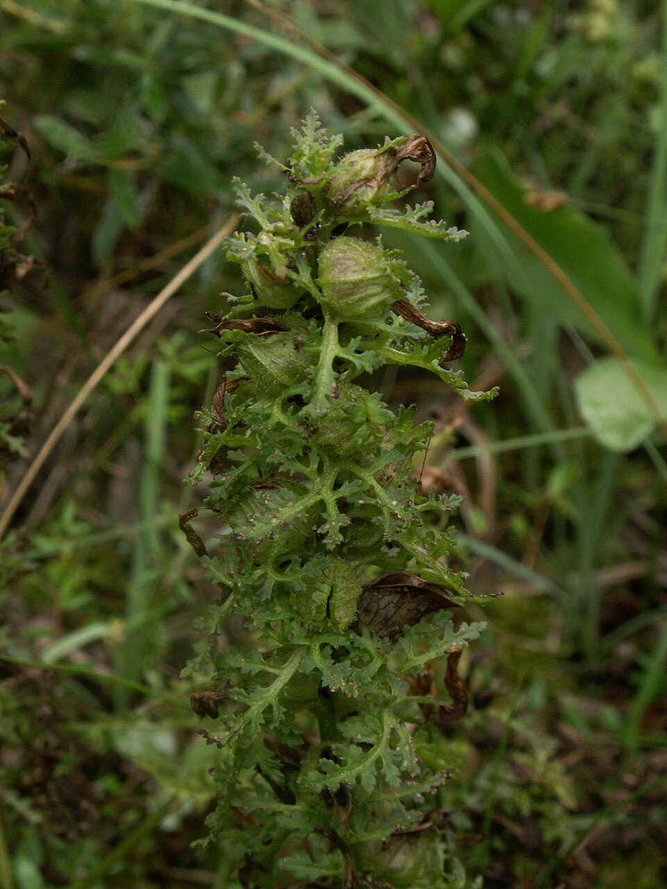 Pedicularis palustris (Marsh Lousewort)