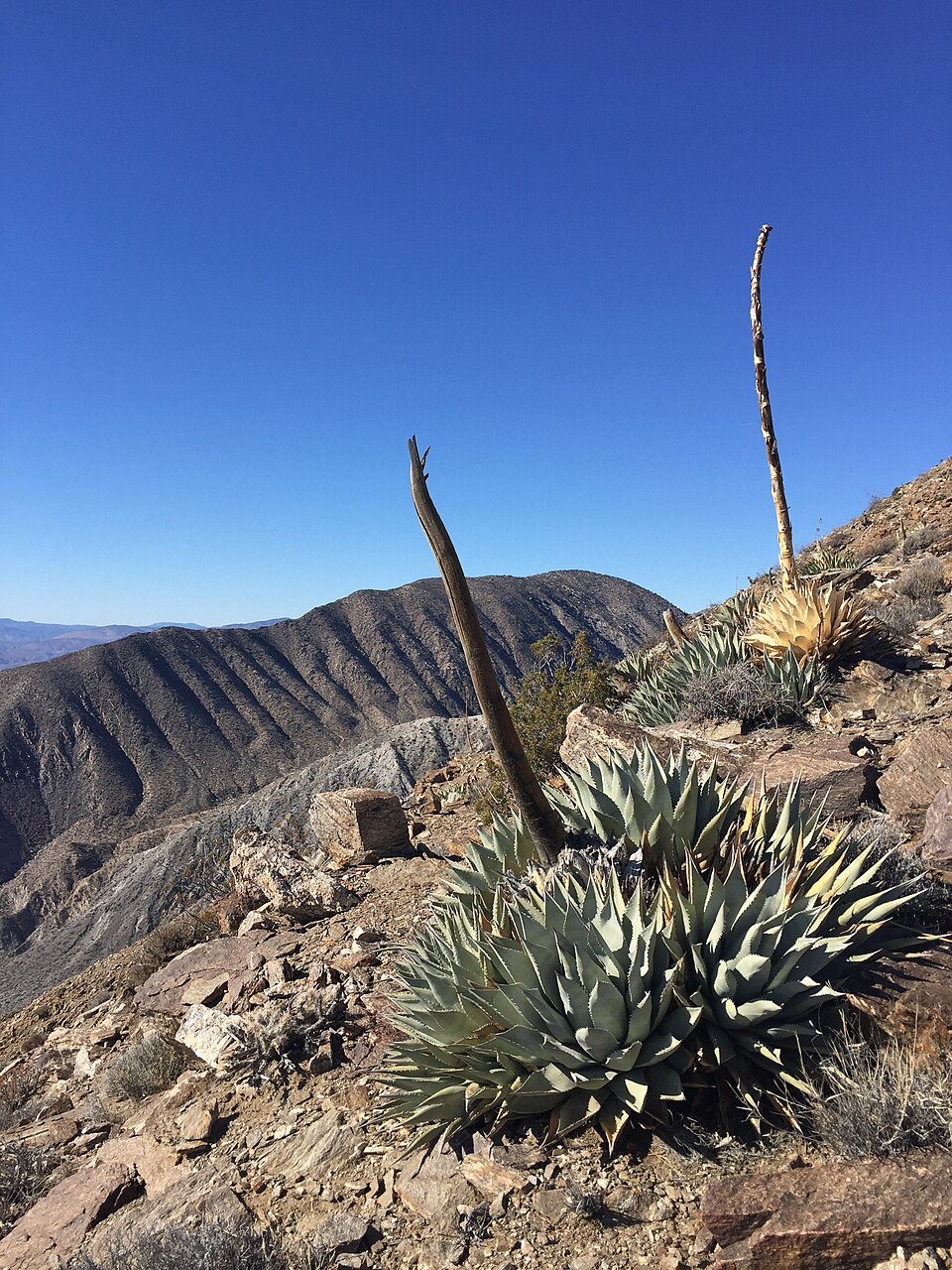 Agave (century plants) (alternate view 3)