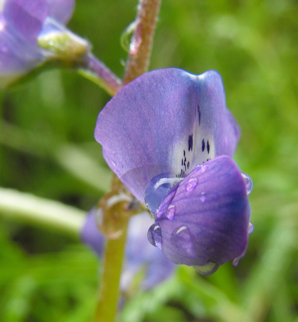 Lupinus truncatus (collared annual lupine) (alternate view 2)