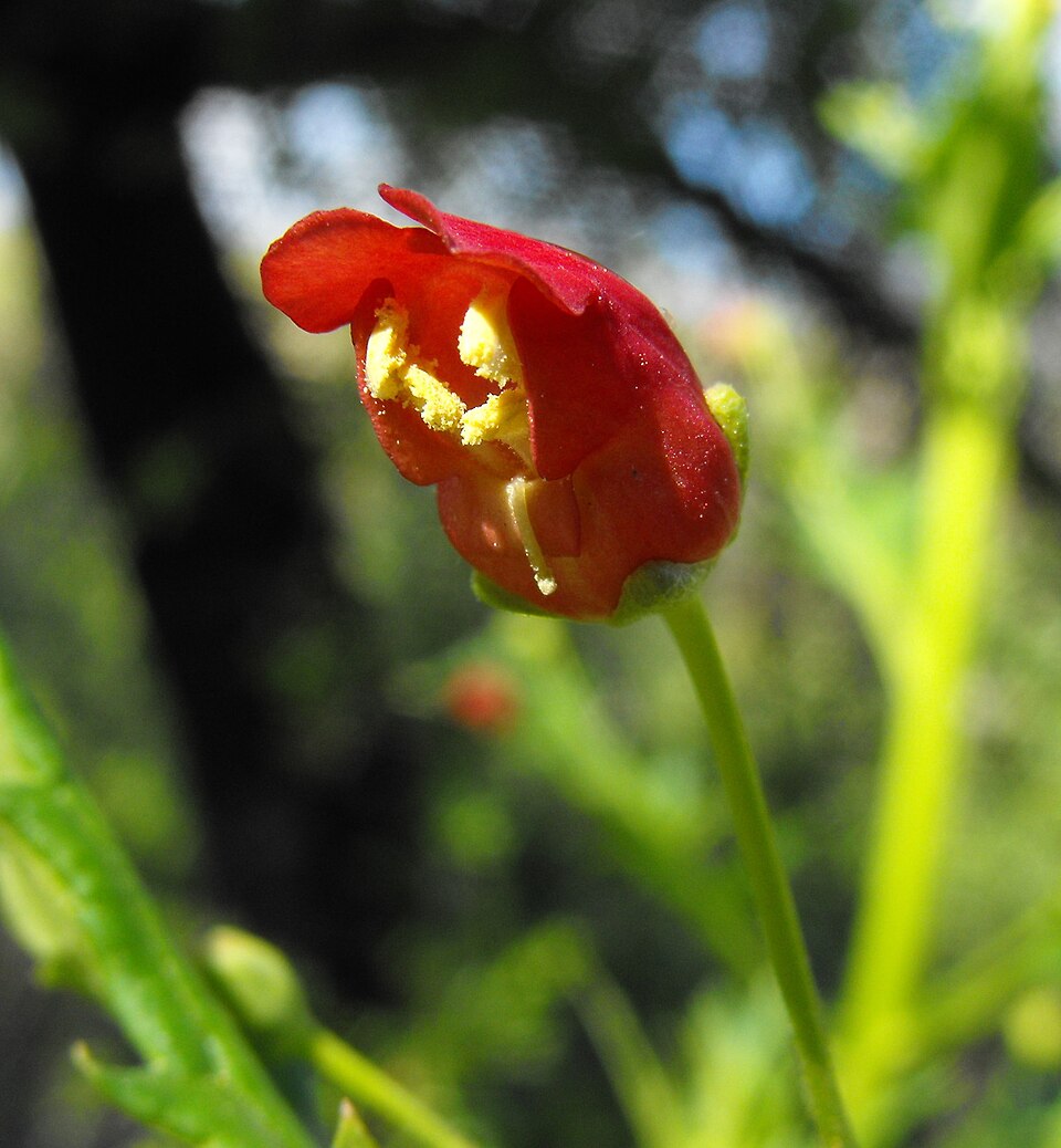 Scrophularia californica (California beeplant) (alternate view 3)
