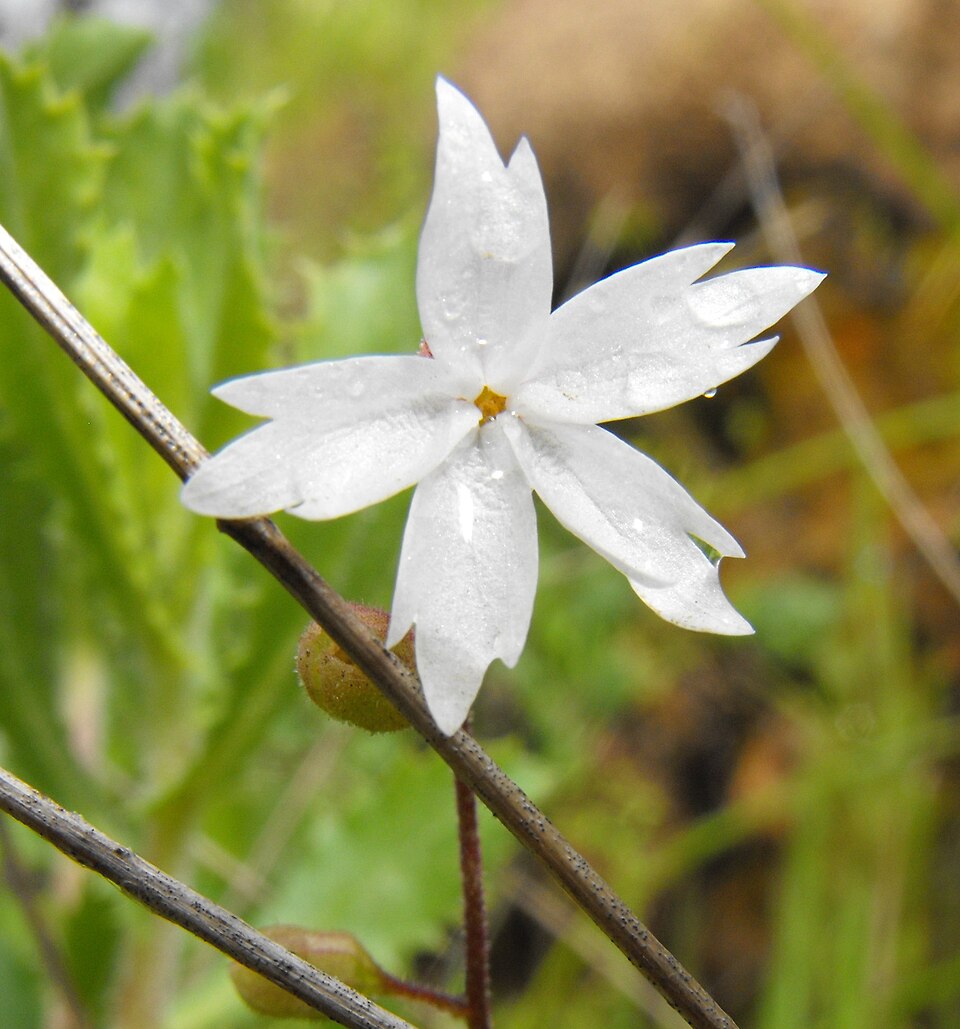 Lithophragma affine (San Francisco woodland-star) (alternate view 7)