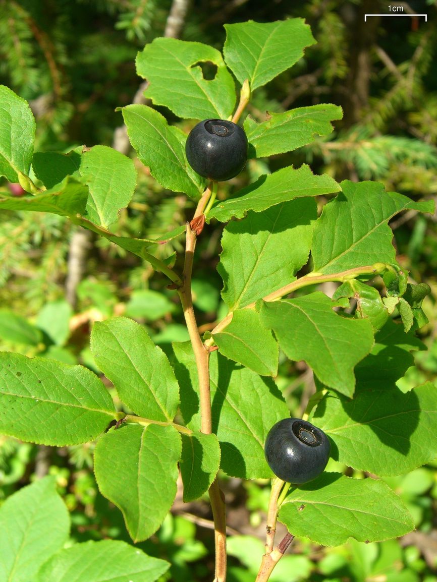 Vaccinium membranaceum (Black Huckleberry) (alternate view 6)