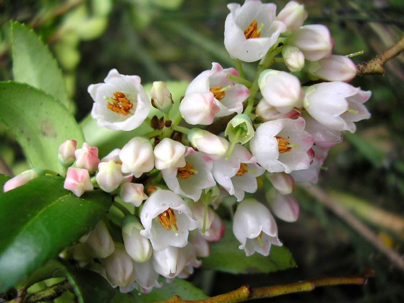Vaccinium membranaceum (Black Huckleberry) (alternate view 7)