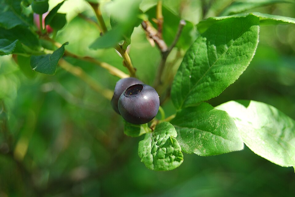 Vaccinium membranaceum (Black Huckleberry) (alternate view 8)