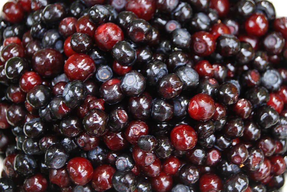 Vaccinium membranaceum (Black Huckleberry) (alternate view 9)
