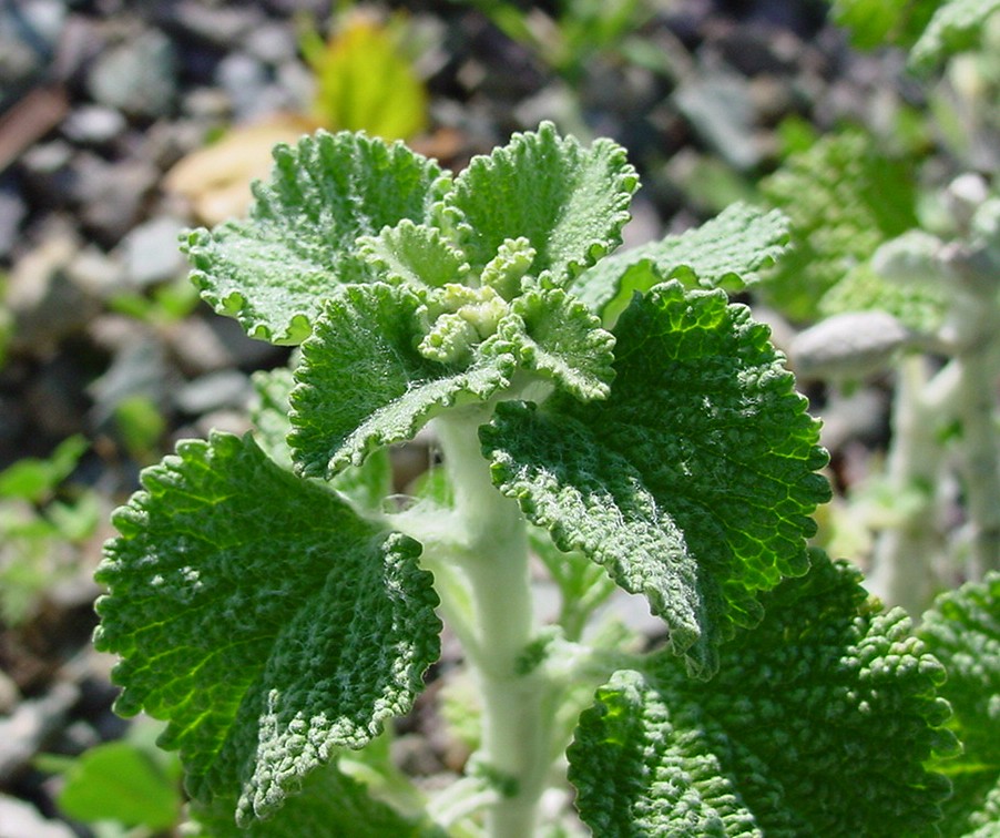 Marrubium vulgare (White Horehound)