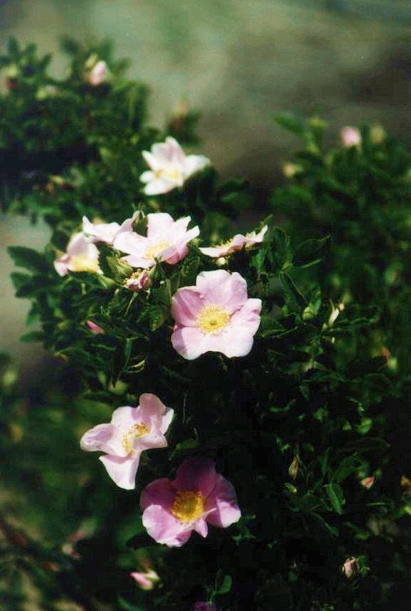 Rosa californica (California Wild Rose) (alternate view 3)