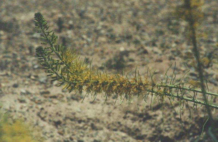 Stanleya pinnata (Desert Prince's Plume) (alternate view 9)