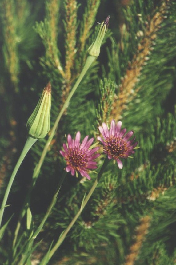 Tragopogon porrifolius (purple salsify)
