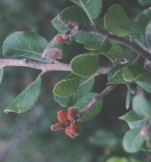 Rhus integrifolia (lemonade berry)