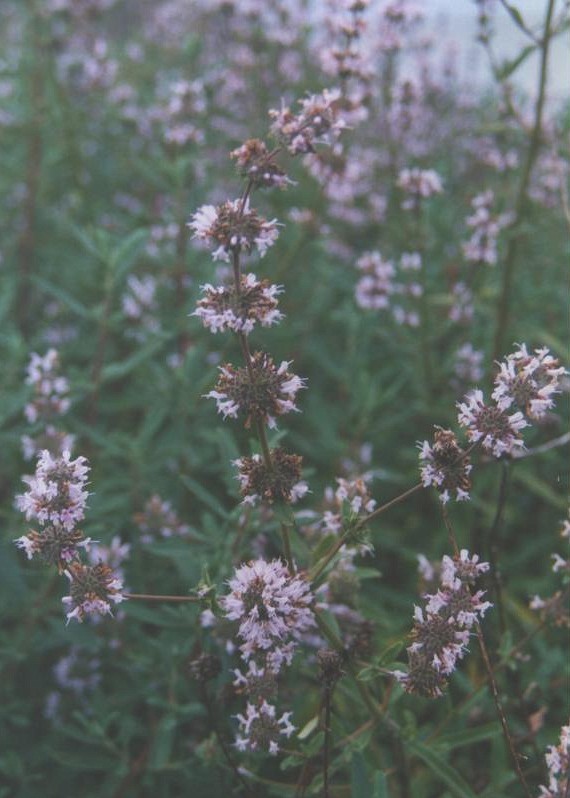 Salvia mellifera (black sage)
