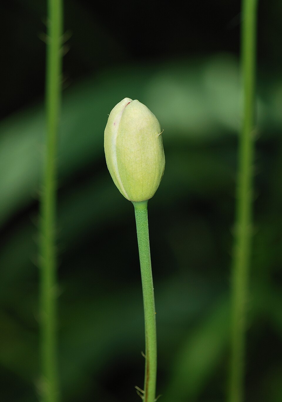 Papaver somniferum (opium poppy) (alternate view 7)