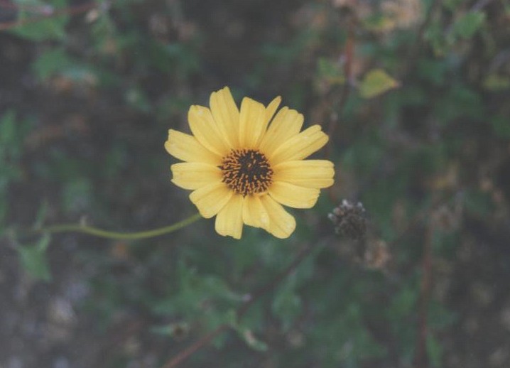 Encelia californica (California brittlebush)