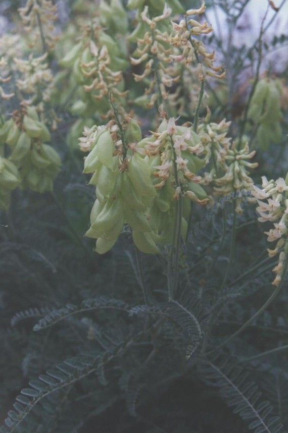 Astragalus trichopodus (Santa Barbara Milkvetch) (alternate view 6)