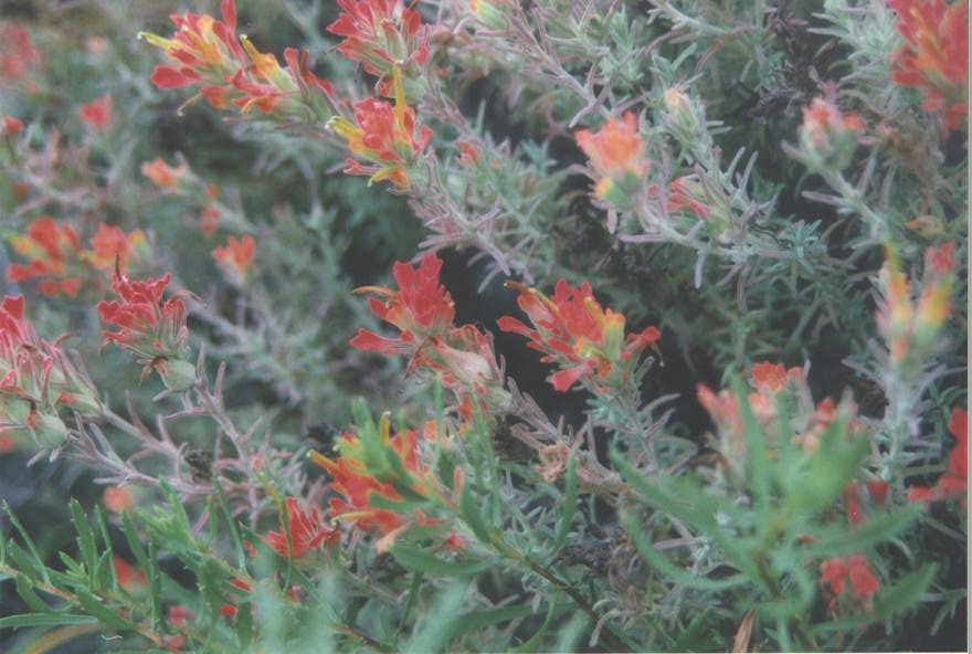 Castilleja foliolosa (woolly paintbrush) (alternate view 6)