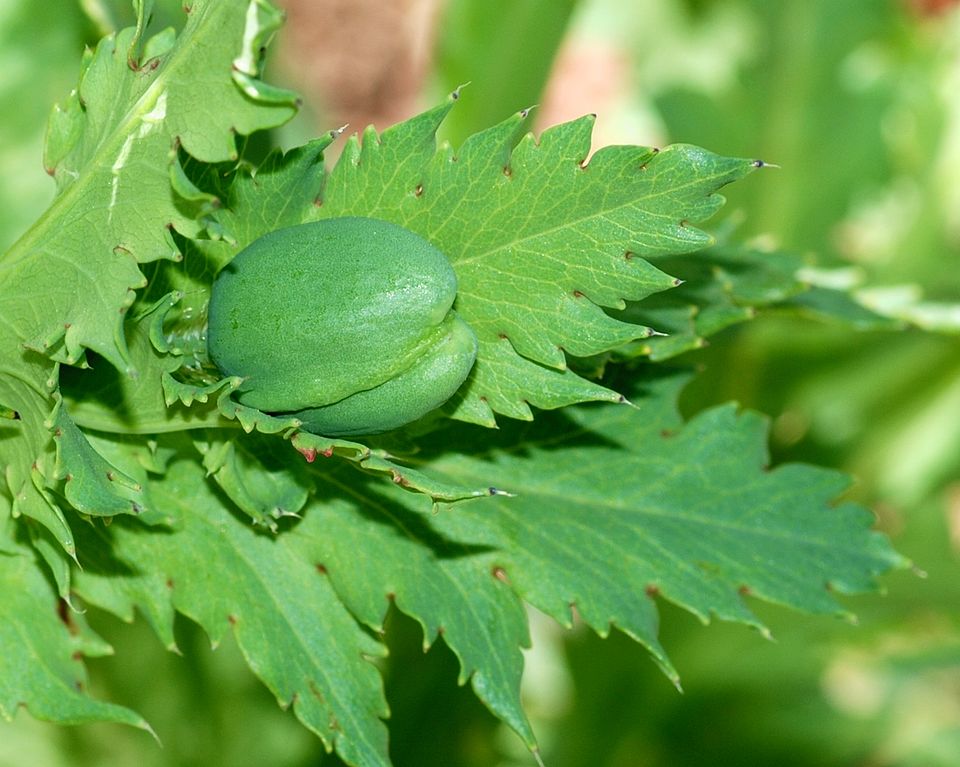 Papaver somniferum (opium poppy) (alternate view 8)