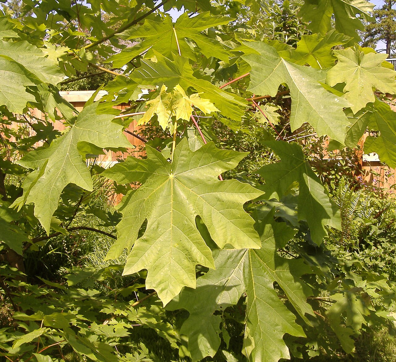 Acer macrophyllum (bigleaf maple)