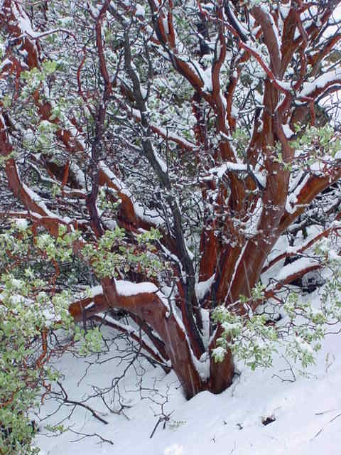 Arctostaphylos glauca (Big Berry Manzanita) (alternate view 6)