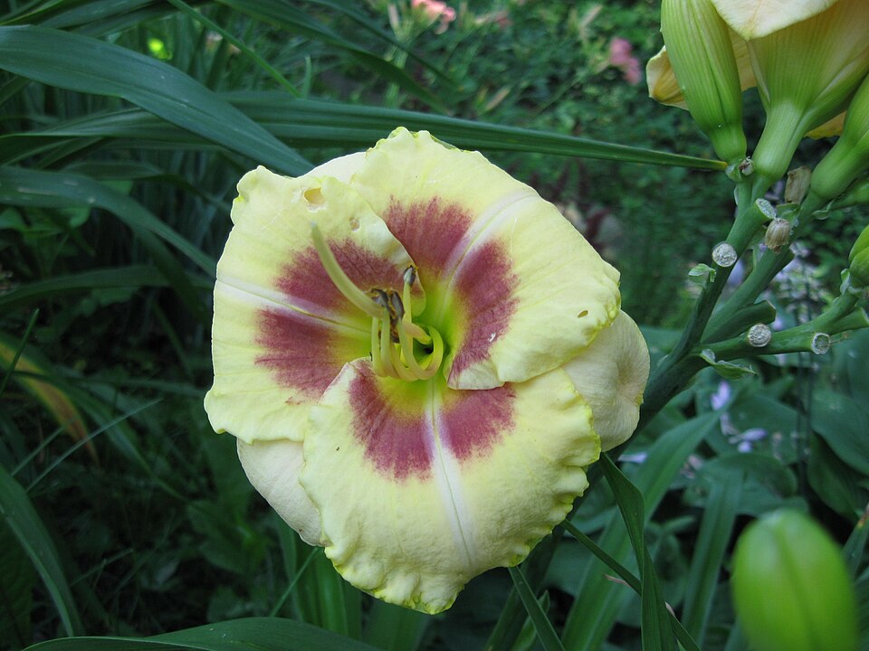 Hemerocallis 'Custard Candy' (Custard Candy Daylily)