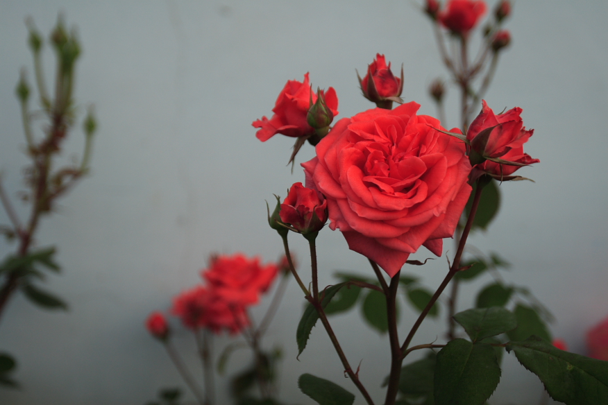Rosa chinensis, China rose — upright semi-evergreen (Rosaceae) (image 2 of 9)