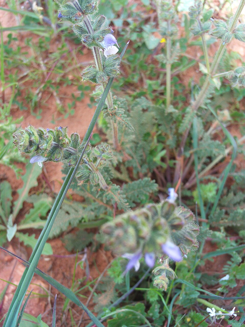 Salvia verbenaca (wild clary)