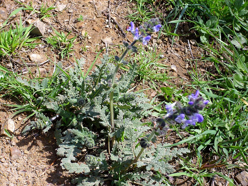 Salvia verbenaca (wild clary)