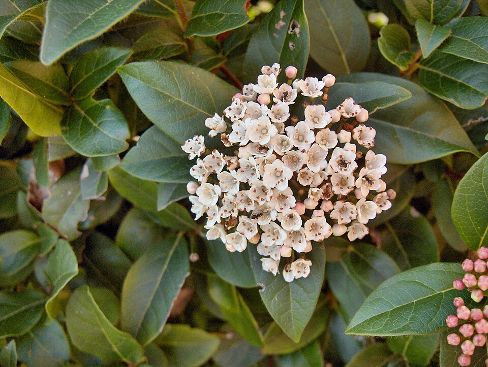 Viburnum tinus (Viburnum tinus) (alternate view 7)