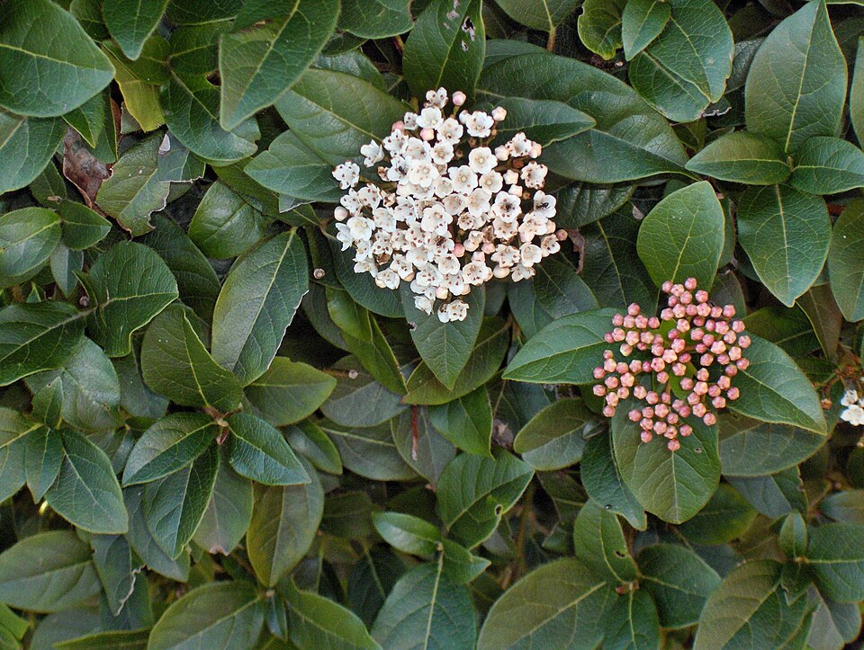 Viburnum tinus (Viburnum tinus) (alternate view 8)