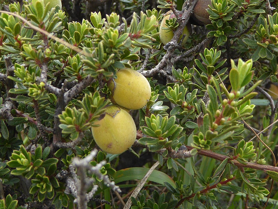 Diospyros (persimmons) (alternate view 2)
