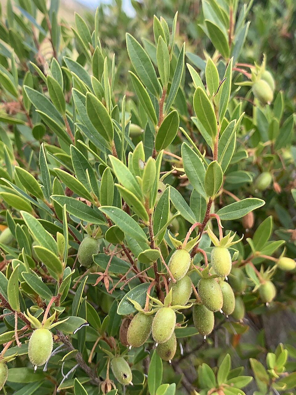 Diospyros (persimmons) (alternate view 3)