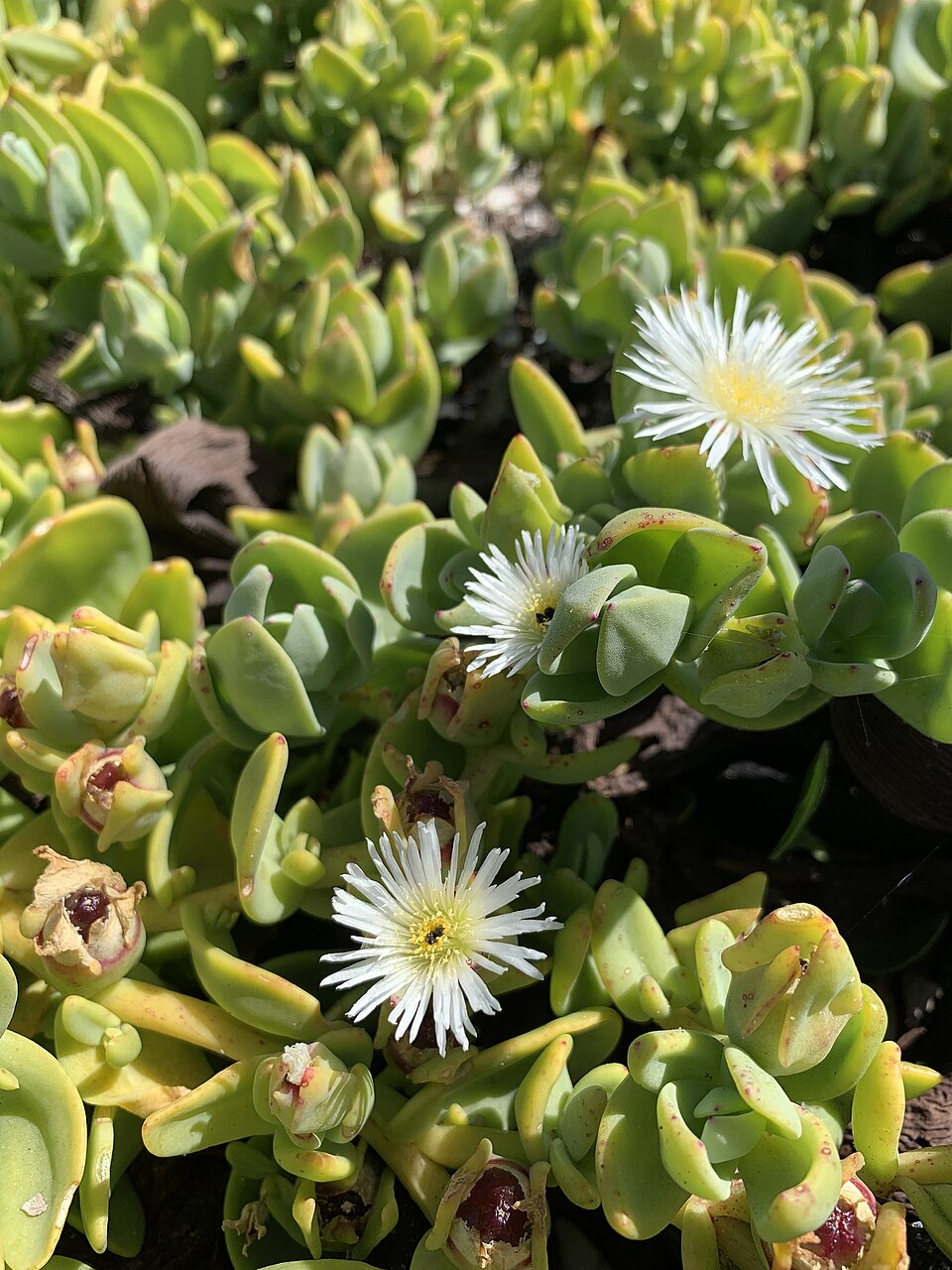 Mesembryanthemum (ice plants) (alternate view 4)
