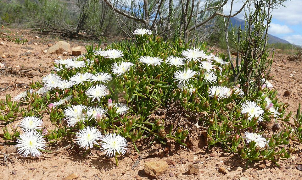 Mesembryanthemum (ice plants) (alternate view 5)