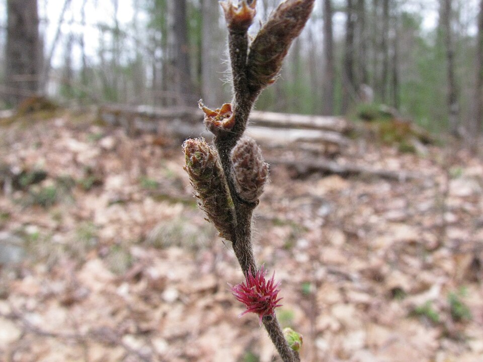Comptonia peregrina (Sweet Fern) (alternate view 9)