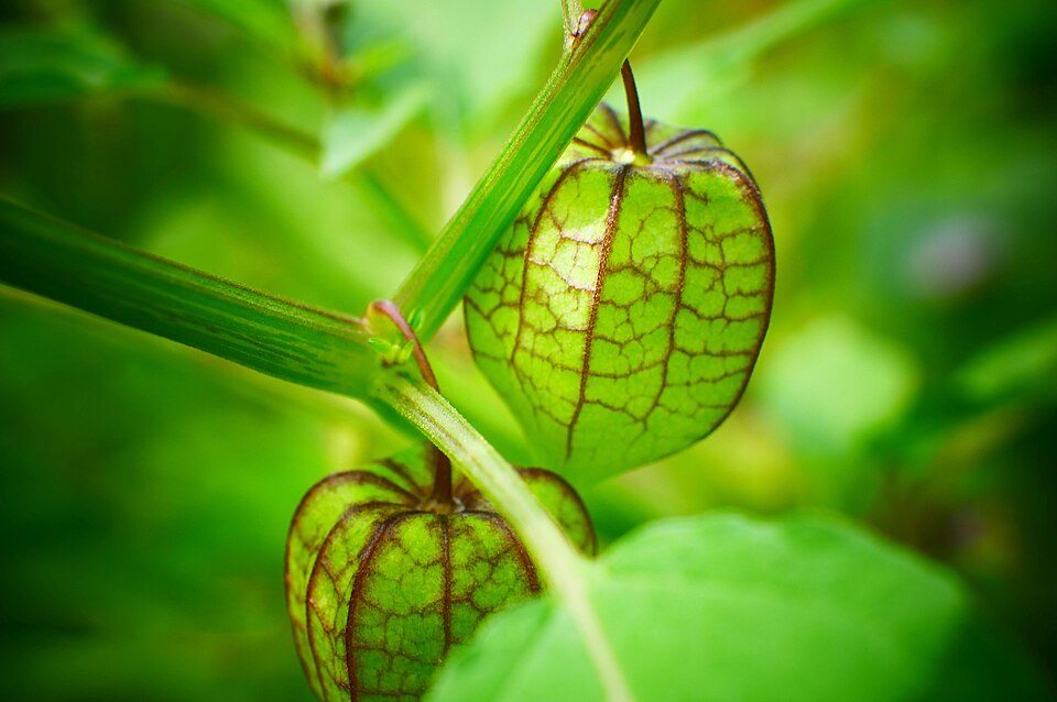 Physalis longifolia (long-leaved groundcherry) (alternate view 5)