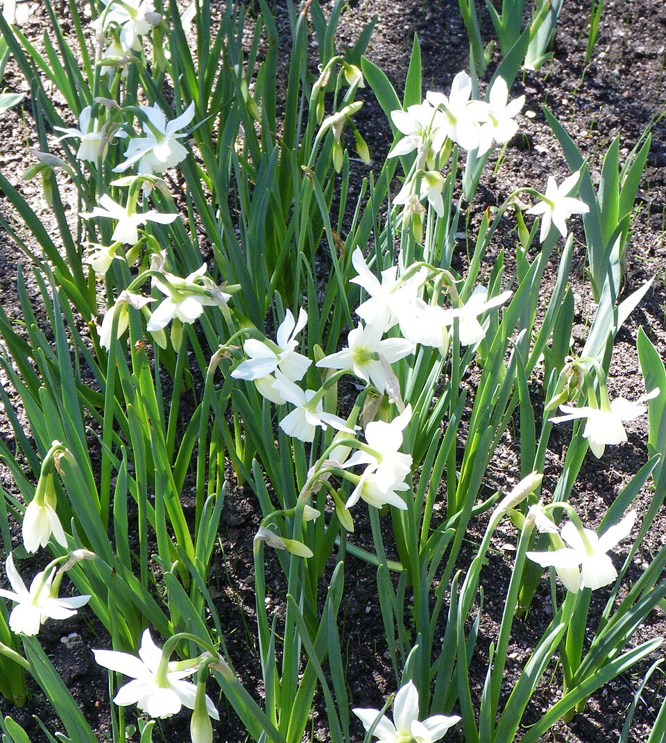 Narcissus 'Thalia' (Thalia Daffodil) (alternate view 4)