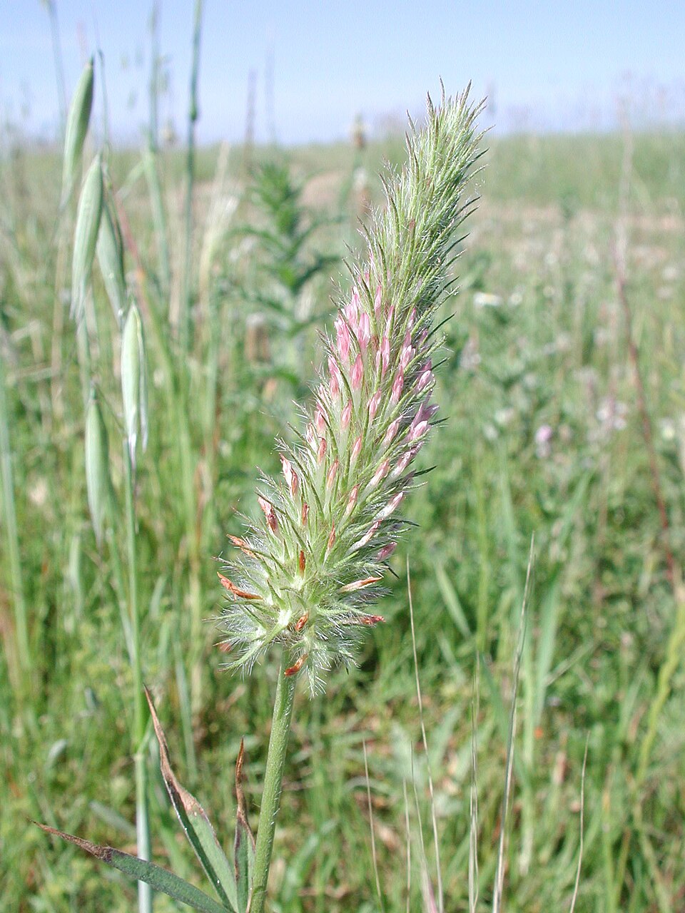 Trifolium angustifolium (Narrow-leaved clover) (alternate view 7)