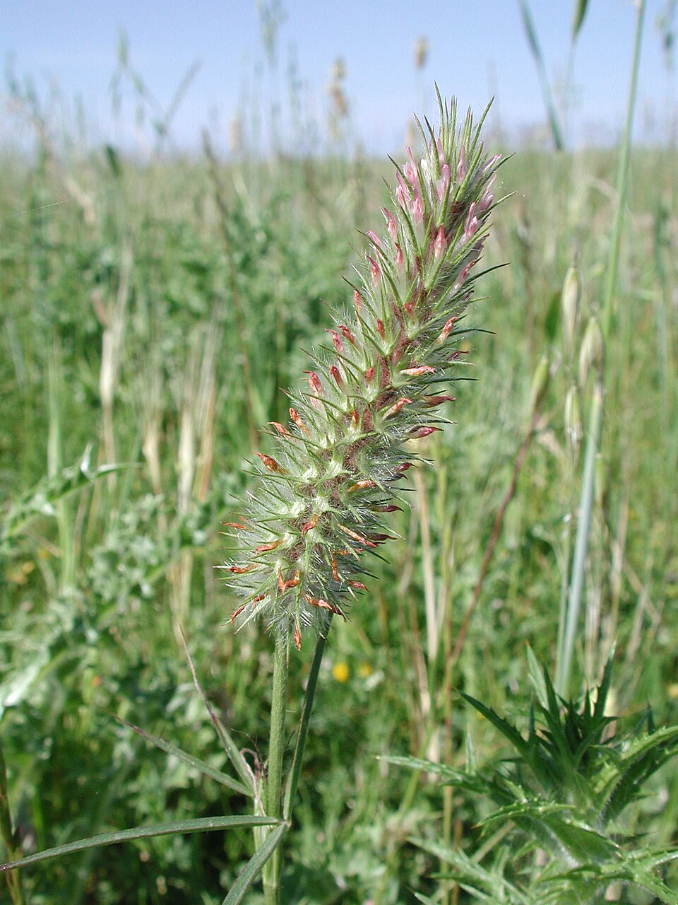 Trifolium angustifolium (Narrow-leaved clover) (alternate view 8)