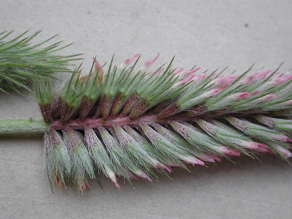 Trifolium angustifolium (Narrow-leaved clover) (alternate view 9)