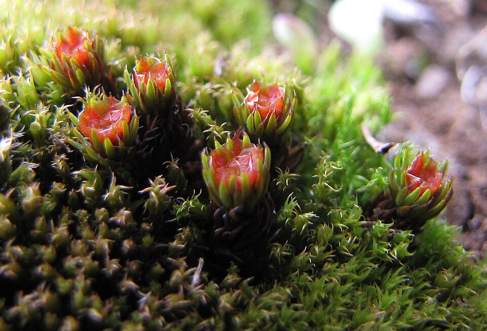 Polytrichum piliferum (bristly haircap moss)