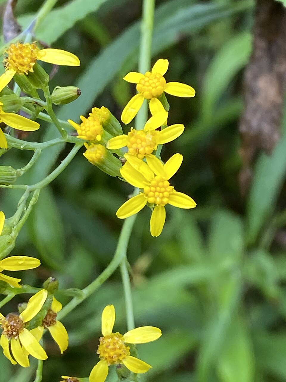 Senecio linearifolius (fireweed groundsel) (alternate view 9)