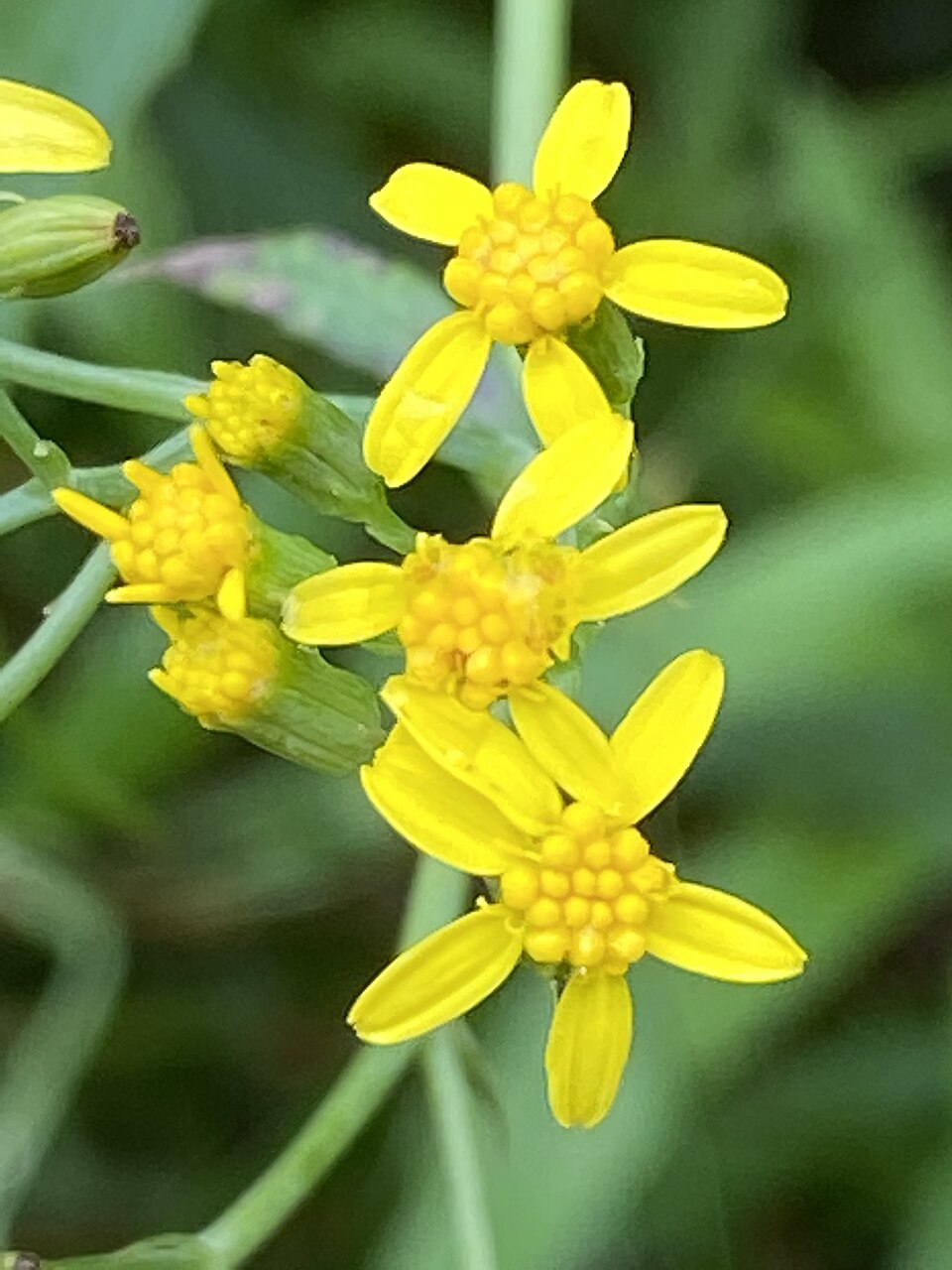 Senecio linearifolius (fireweed groundsel) (alternate view 10)