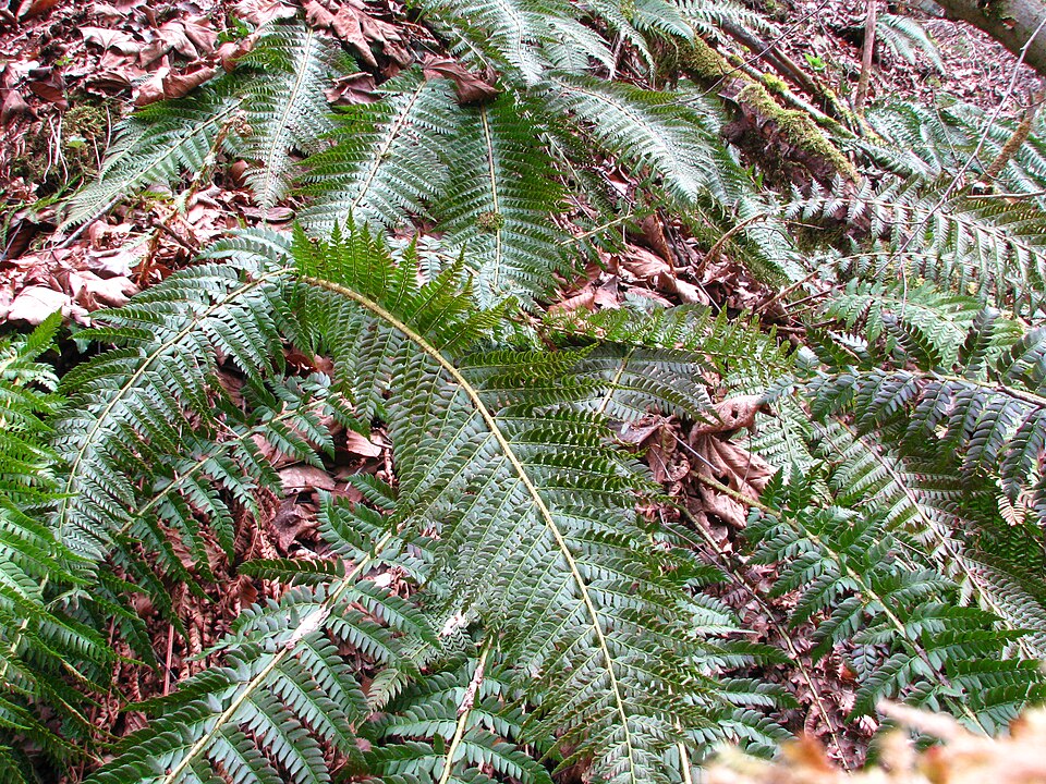 Polystichum aculeatum (hard shield fern)