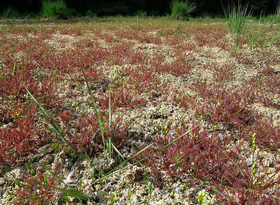 Drosera intermedia (spoonleaf sundew)
