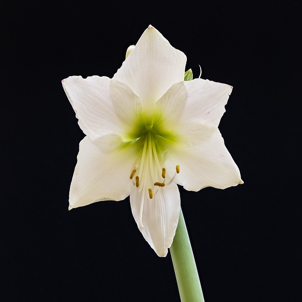 Hippeastrum (Amaryllis) (alternate view 3)