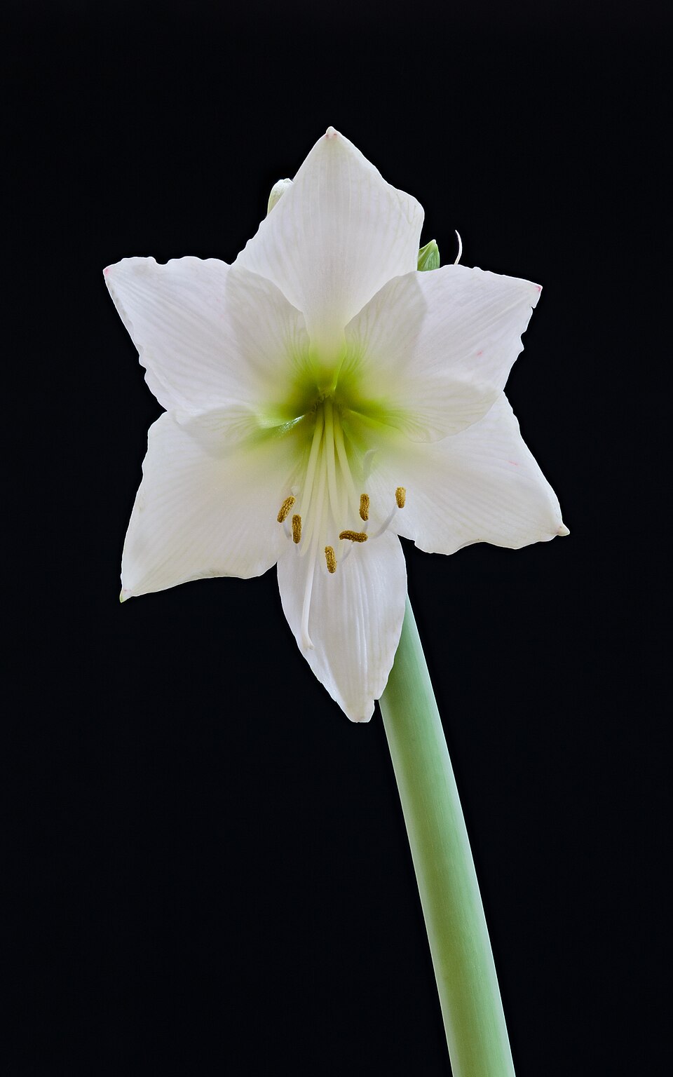 Hippeastrum (Amaryllis) (alternate view 4)