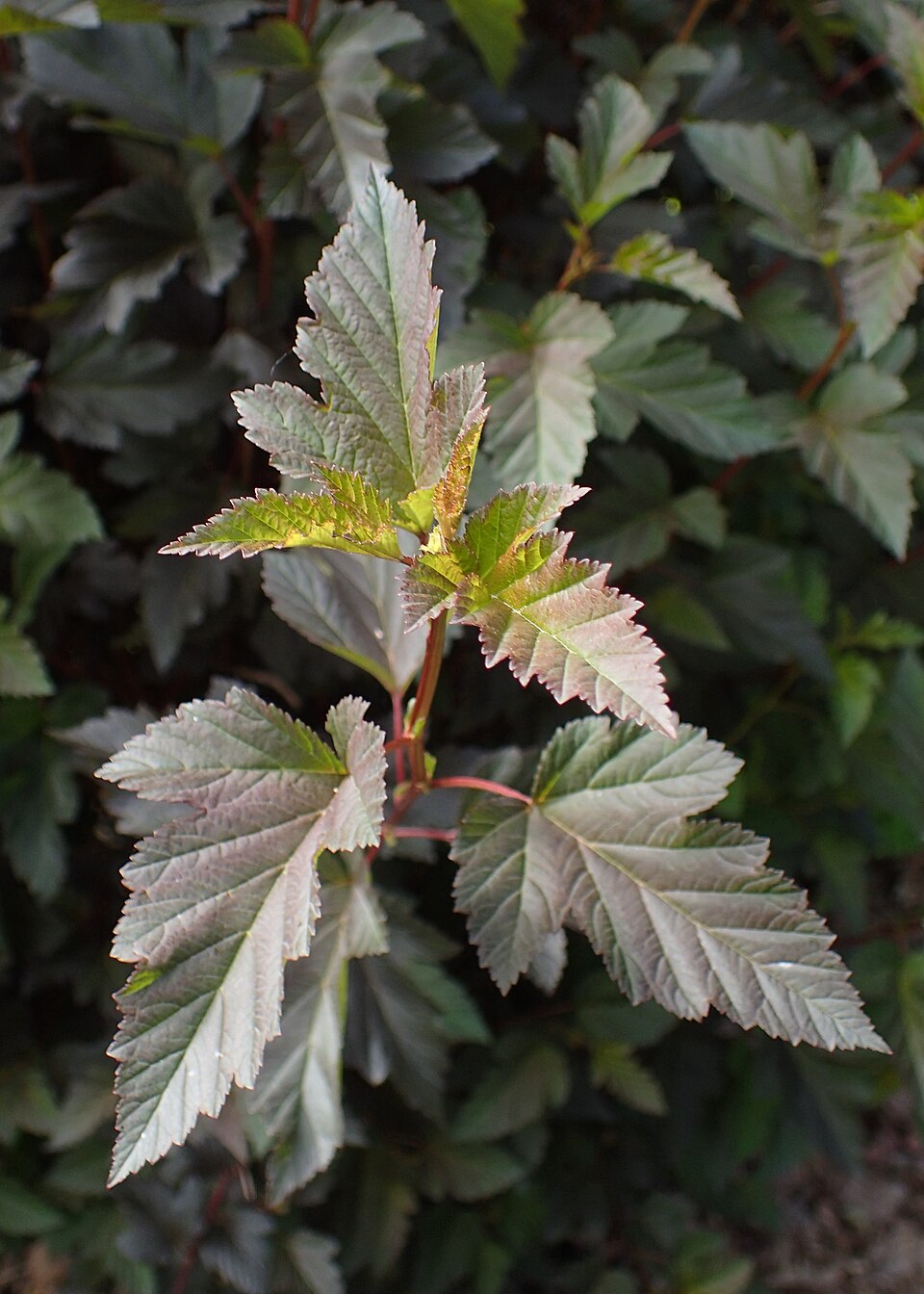 Physocarpus opulifolius 'Seward' (Summer Wine Ninebark)
