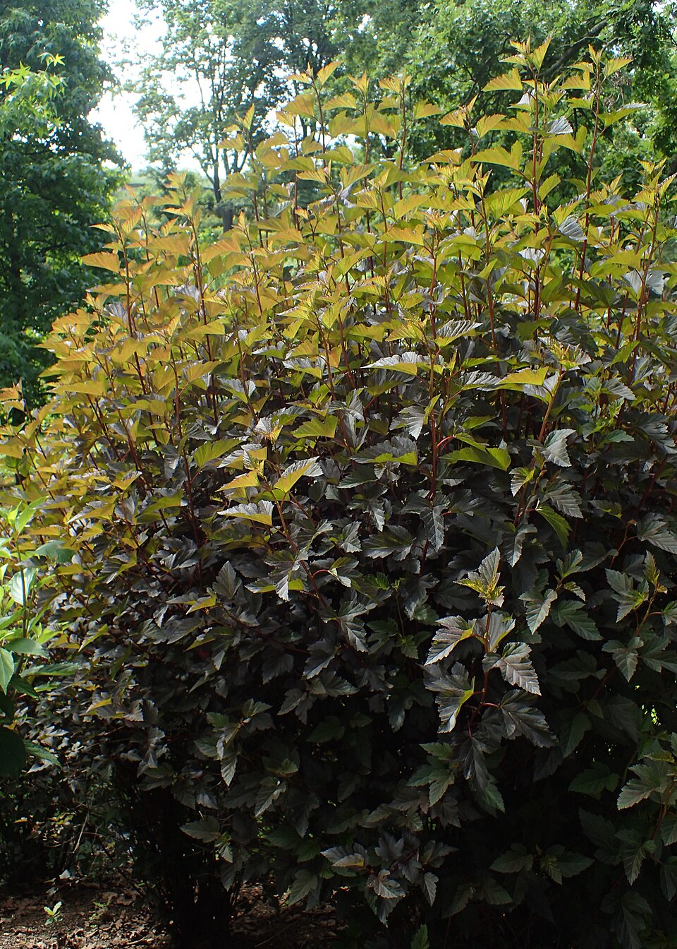 Physocarpus opulifolius 'Seward' (Summer Wine Ninebark) (alternate view 2)