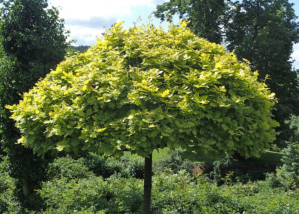 Quercus robur 'Concordia' (Golden Oak) (alternate view 5)