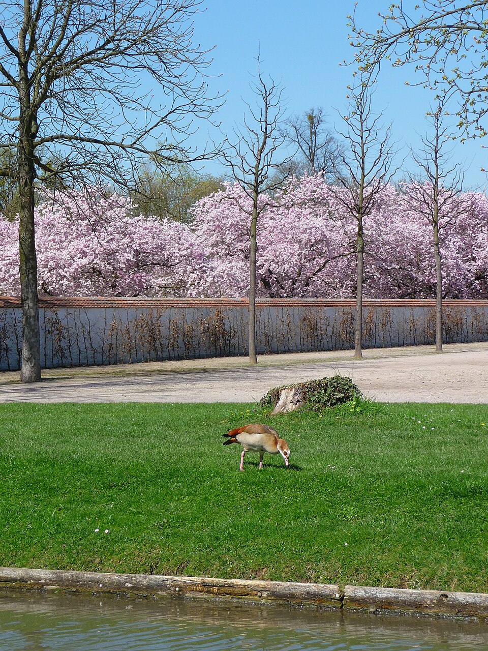 Prunus serrulata ((in the Sato-Zakura group)) (alternate view 8)